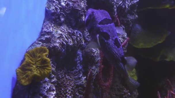 Tetraodon dans l'aquarium d'eau salée stock footage video — Video