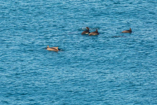 Flock of Black Sea bottlenose dolphins frolics near coast of Crimea — Stock Photo, Image