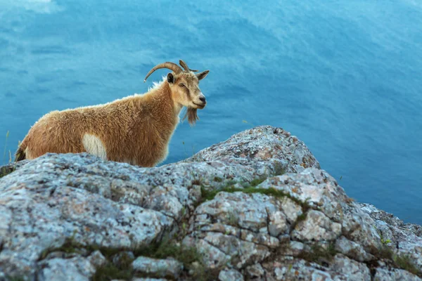 Cabra montesa fêmea no topo da montanha Ilyas Kaya na Crimeia — Fotografia de Stock