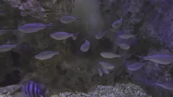Magnifiquement Aquarium marin avec des images de stock de poissons argentés vidéo — Video