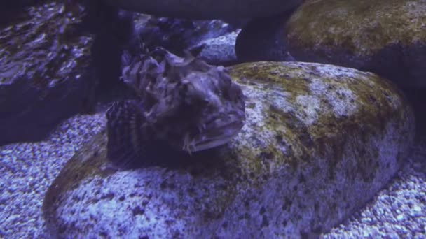 Cabeza plana entrelazada en material de agua salada acuario vídeo — Vídeo de stock