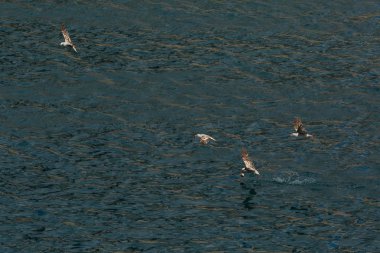 Martı Karadeniz Kırım sahil uçar.
