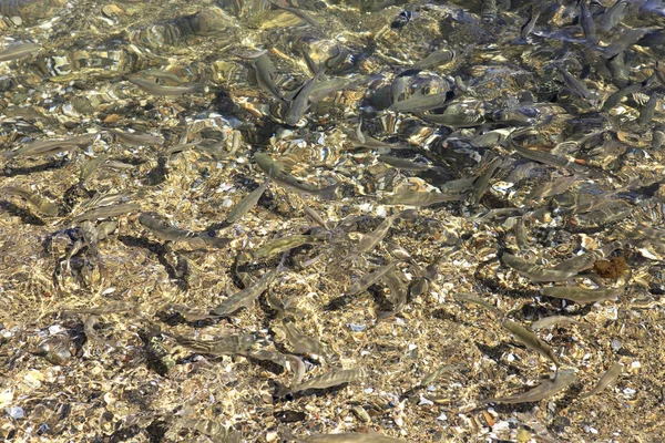 Flock of fish in the Aegean Sea near coast of Greece — Stock Photo, Image