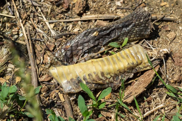Száraz bőr kígyó, a földön a Krím-félszigeten — Stock Fotó