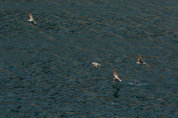 Möwe fliegt über schwarzes Meer nahe der Küste der Krim — Stockfoto