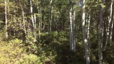 Klyuchevskoy doğa parkı stok görüntüleri video yaz geçilmez Tayga