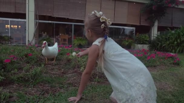 Bílá kachna chodí kolem květinového záhonu a rodina sleduje její stopáže videa — Stock video