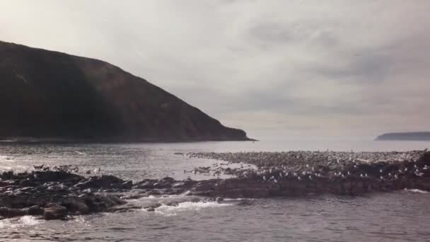 Ilha Starichkov área natural especialmente protegida com pusa e colônias de aves aquáticas na parte sudoeste do Golfo de Avacha do Oceano Pacífico — Vídeo de Stock