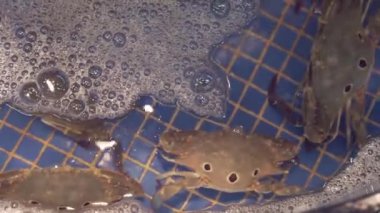 Restoran akvaryum tankı diners stok görüntüleri video Satılık yengeçlerle