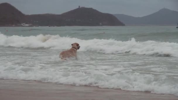 Labrador dog boldly bathes in large sea waves stock footage video — Stock Video