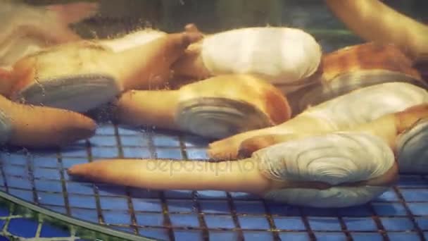 Kokkels in restaurant aquarium tank voor verkoop aan diners stock footage video — Stockvideo