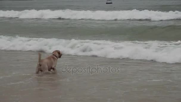 Labrador cane si bagna audacemente nel grande mare onde stock filmato video — Video Stock