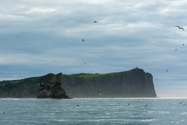 Marché aux oiseaux en mer Trois frères dans la baie d'Avacha . — Photo