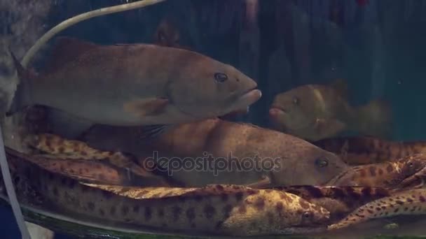 Grouper fish and sea eels in restaurant aquarium tank for sale to diners stock footage — стоковое видео