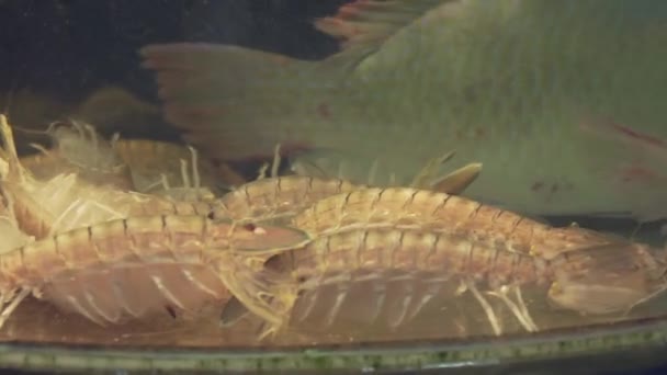 Креветки в аквариумном аквариуме ресторана на продажу — стоковое видео