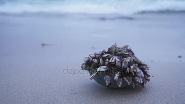 Schaal-en schelpdieren geplakt zeeafval uitgegooid door golven op kust van Zuid-Chinese Zee — Stockvideo