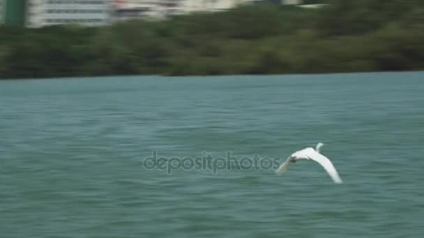 Белая цапля на набережной реки Санья — стоковое видео