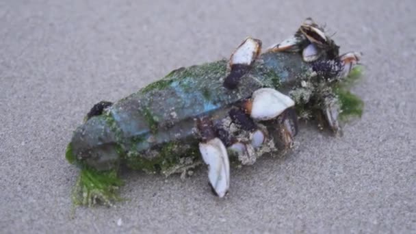 Skorupiaki tkwi morskie zanieczyszczenia wyrzucone przez fale na brzeg South China Sea — Wideo stockowe