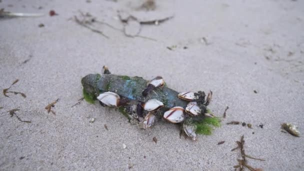Měkkýšů a korýšů uvízl mořských trosky zahazován vlny na pobřeží Jihočínského moře — Stock video