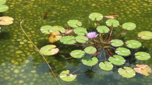 Kolam dekoratif dengan bunga lili air dan cuplikan gambar ikan — Stok Video