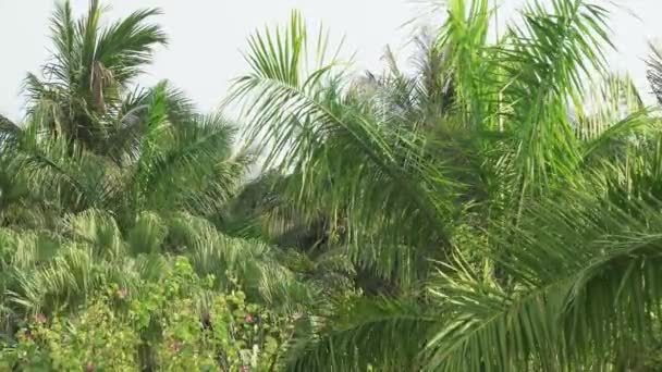 Lush tropical garden with tops of palm trees swaying in wind stock footage video — Stock Video