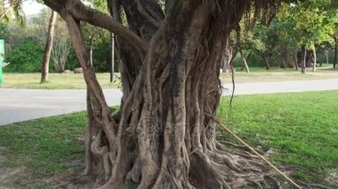 Tropikal park stok görüntüleri video havadar kökleri ile büyük egzotik yaprak döken ağaç