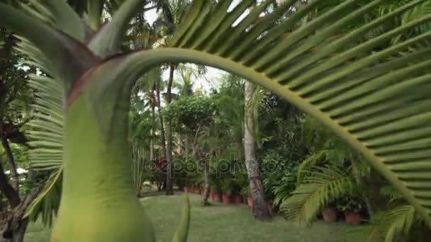 Gyönyörű trópusi kert telek Resort Intime, Sanya 5 céltalan idő telik el a stock footage videóinak — Stock videók