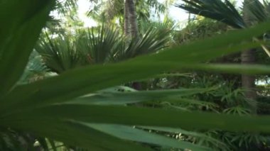 Site zamanında Resort Sanya 5 odaklanmamış stok görüntüleri video güzel tropik bahçe