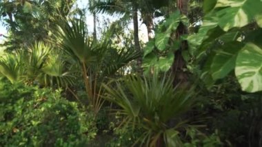 Site zamanında Resort Sanya 5 odaklanmamış stok görüntüleri video güzel tropik bahçe