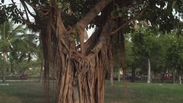 Hatalmas egzotikus lombhullató fa, légies gyökerei a trópusi park stock footage videóinak — Stock videók