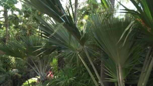 Красивий тропічний сад на сайті Інтайм Resort Sanya 5 unfocused Уповільнена зйомка запас кадри відео — стокове відео