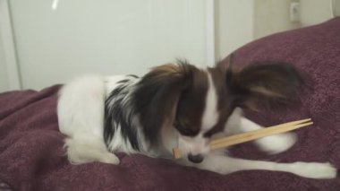 Papillon Continental oyuncak İspanyol suşi stok görüntüleri video için ahşap sopa kemiren