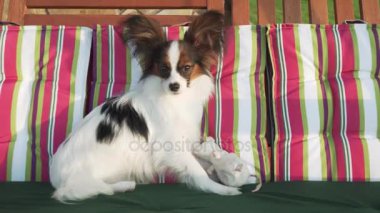 Papillon Continental oyuncak köpek yavrusu taşrada sürme İspanyol stok görüntüleri video salıncaklar