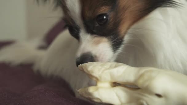 Papillon continentaal Toy Spaniel pup gnaws gedroogde been van schapenvlees slowmotion stock footage video — Stockvideo