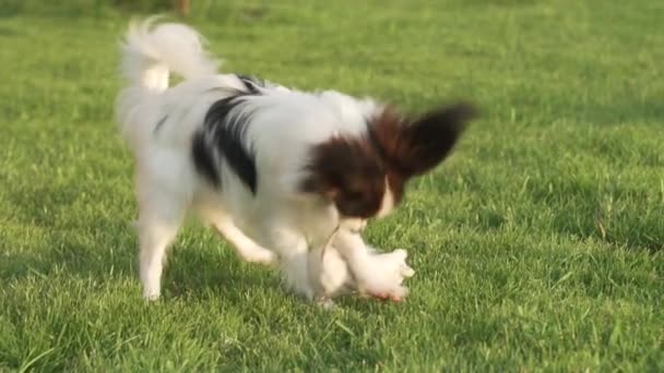 巴比龙大陆玩具犬小狗蝴蝶大陆玩具猎犬小狗玩毛绒老鼠在绿色的草坪慢动作素材视频 — 图库视频影像
