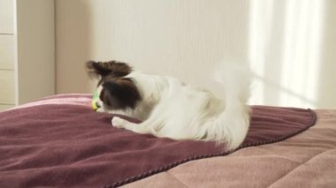 Papillon Continental oyuncak İspanyol köpek komik top stok görüntüleri video çalış