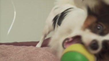 Papillon Continental oyuncak İspanyol köpek komik top stok görüntüleri video çalış