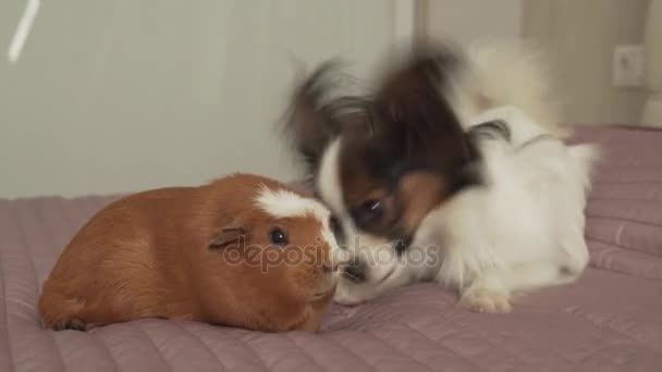 Papillon Continental Juguete Spaniel cachorro jugando con conejillo de Guinea raza Golden American Crested material de archivo de vídeo — Vídeos de Stock