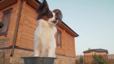 Papillon Continental oyuncak İspanyol köpek kuru gıda ülke arsa stok görüntüleri video yiyor.