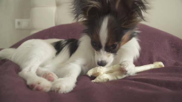 Papillon Continental brinquedo Spaniel cachorro rói perna seca de vídeo de imagens de estoque de carneiro — Vídeo de Stock