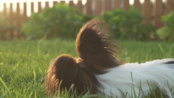 Papillon continentaal Toy Spaniel pup knagen stok op groen gazon stock footage video — Stockvideo