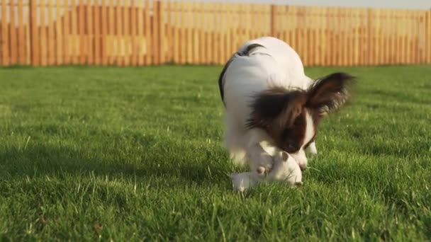 Papillon Continental Toy Spaniel cachorro jugando con el ratón de peluche en un video de imágenes de césped verde — Vídeos de Stock