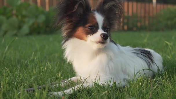 Mooie Papillon continentaal Toy Spaniel puppy liggend op groen gazon stock footage video — Stockvideo