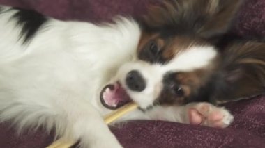 Papillon Continental oyuncak İspanyol suşi stok görüntüleri video için ahşap sopa kemiren