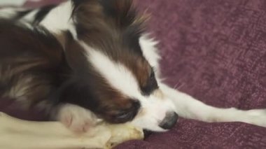 Papillon Continental oyuncak İspanyol köpek yavrusu koyun eti stok görüntüleri video kurutulmuş bacak kemiren