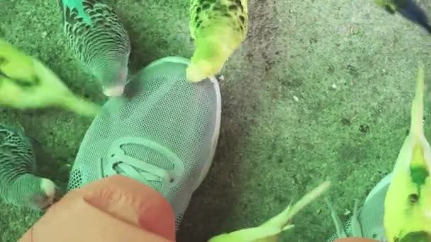 Hejno vlnité papoušci jsou klování tenisky návštěvníků skříň stopáže videa — Stock video