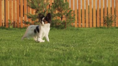 Papillon Continental oyuncak İspanyol köpek yavrusu üzerinde yeşil çim stok görüntüleri video yürüyor