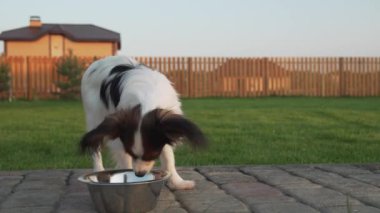 Papillon Continental oyuncak İspanyol köpek kuru gıda ülke arsa stok görüntüleri video yiyor.