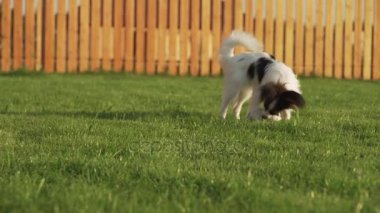 Papillon Continental oyuncak İspanyol köpek yavrusu bir yeşil çim stok görüntüleri video peluş fare ile oynarken