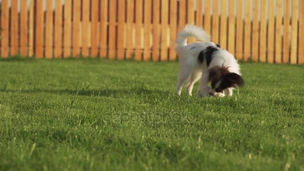 Papillon Continental brinquedo spaniel cachorro brincando com o mouse de pelúcia em um gramado verde imagens de vídeo — Vídeo de Stock